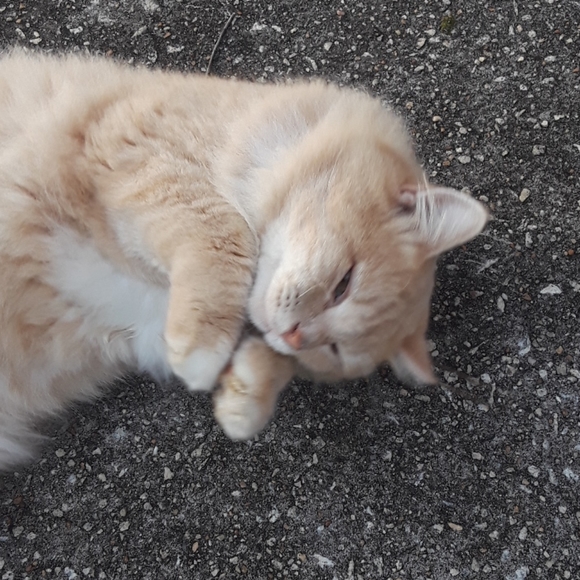 iPhone 8 Plus π Case - Picture 5 of 7